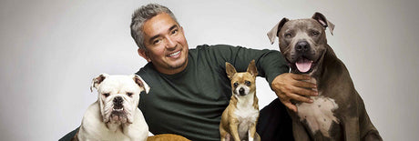 Cesar Millan The Dog Whisperer