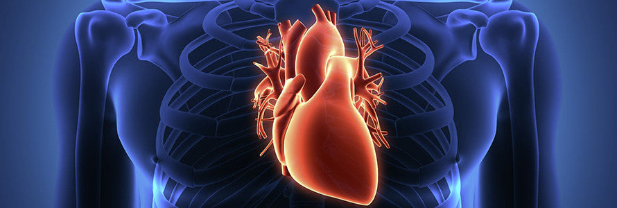 Brain Health & Your Cardiovascular System | Nutronics Labs
